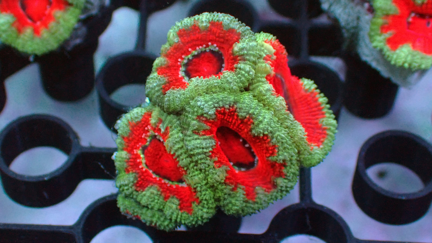 Blue rim acan lord 1" frag