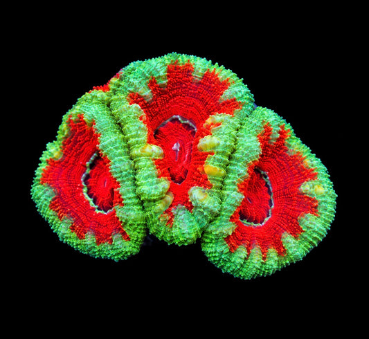 RTG Blue rim Acan Lord