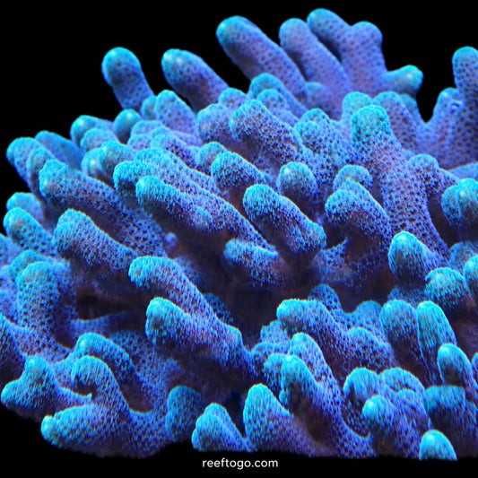 Blue zing birdnest 1" frag