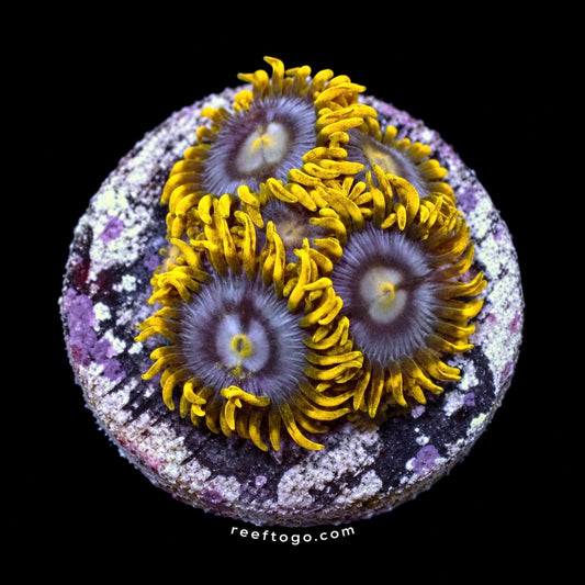 Blueberry Haze Zoas 1" frag on black background