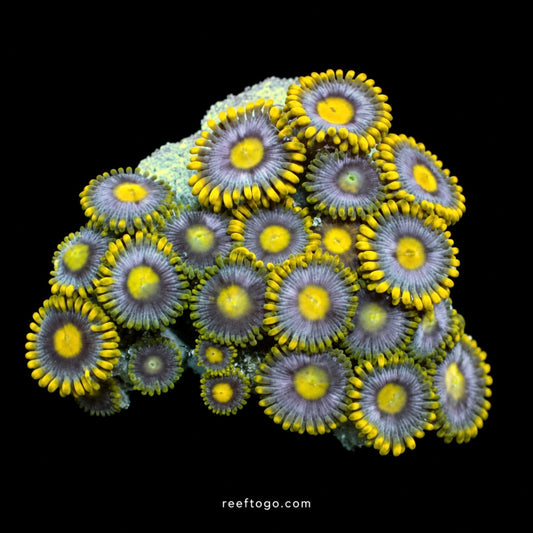 Blueberry Zoanthids 1 inch frag