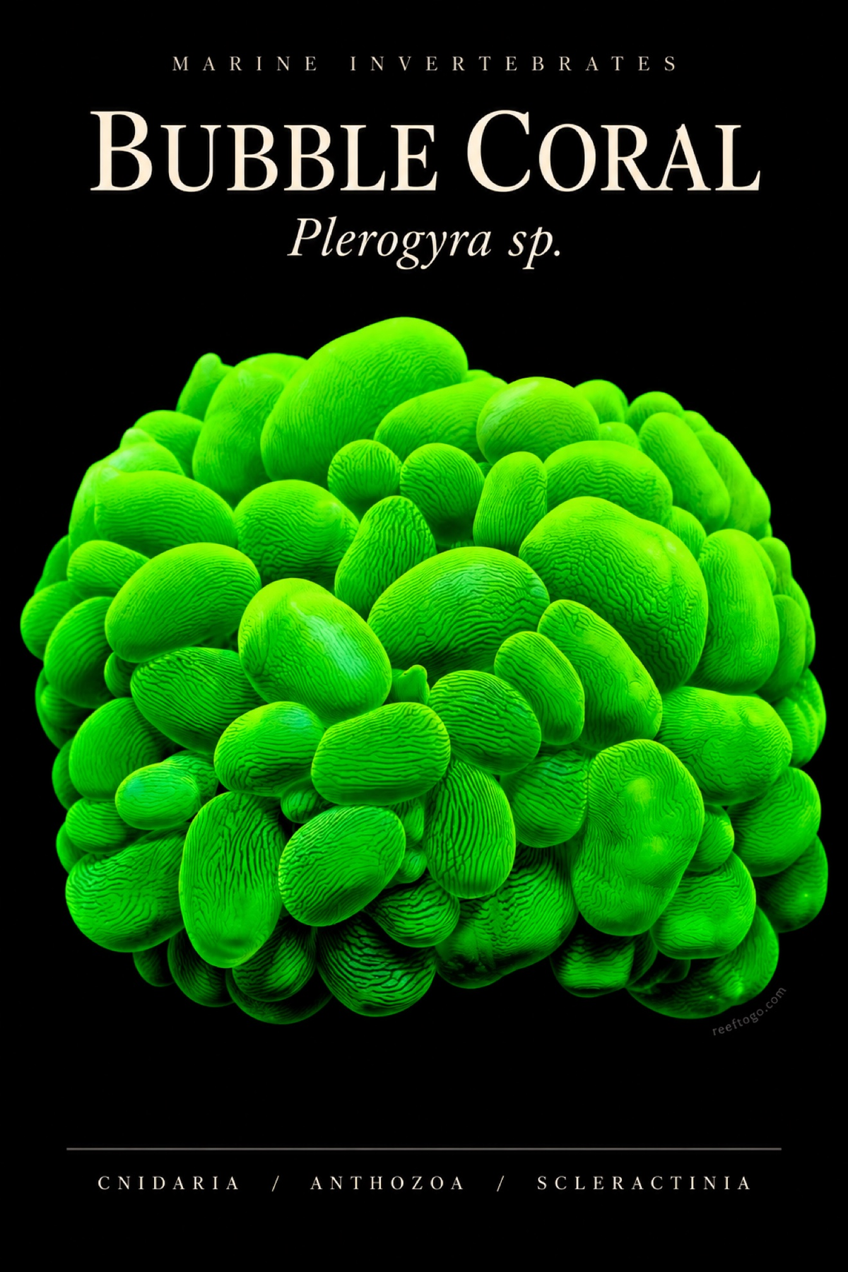 Bubble Coral — Plerogyra sp., original plate artwork