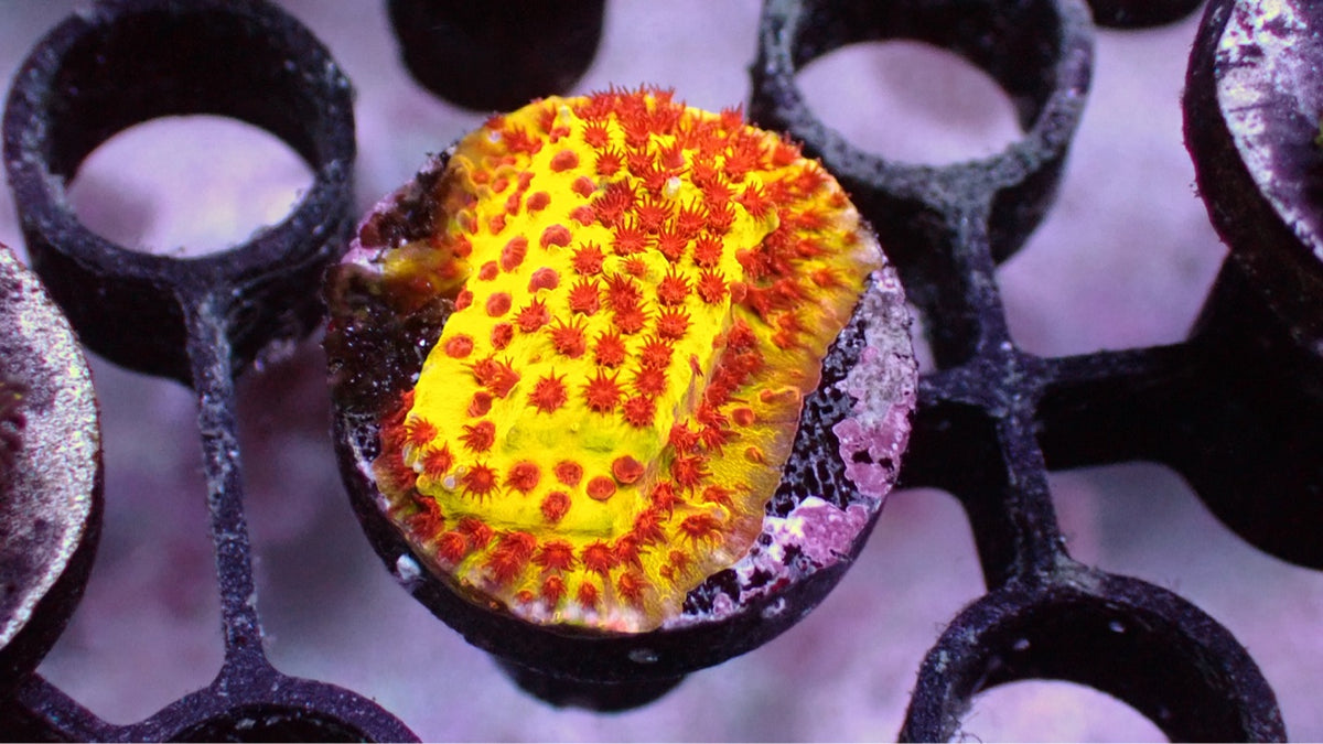 JF Burning Banana Stylocoeniella