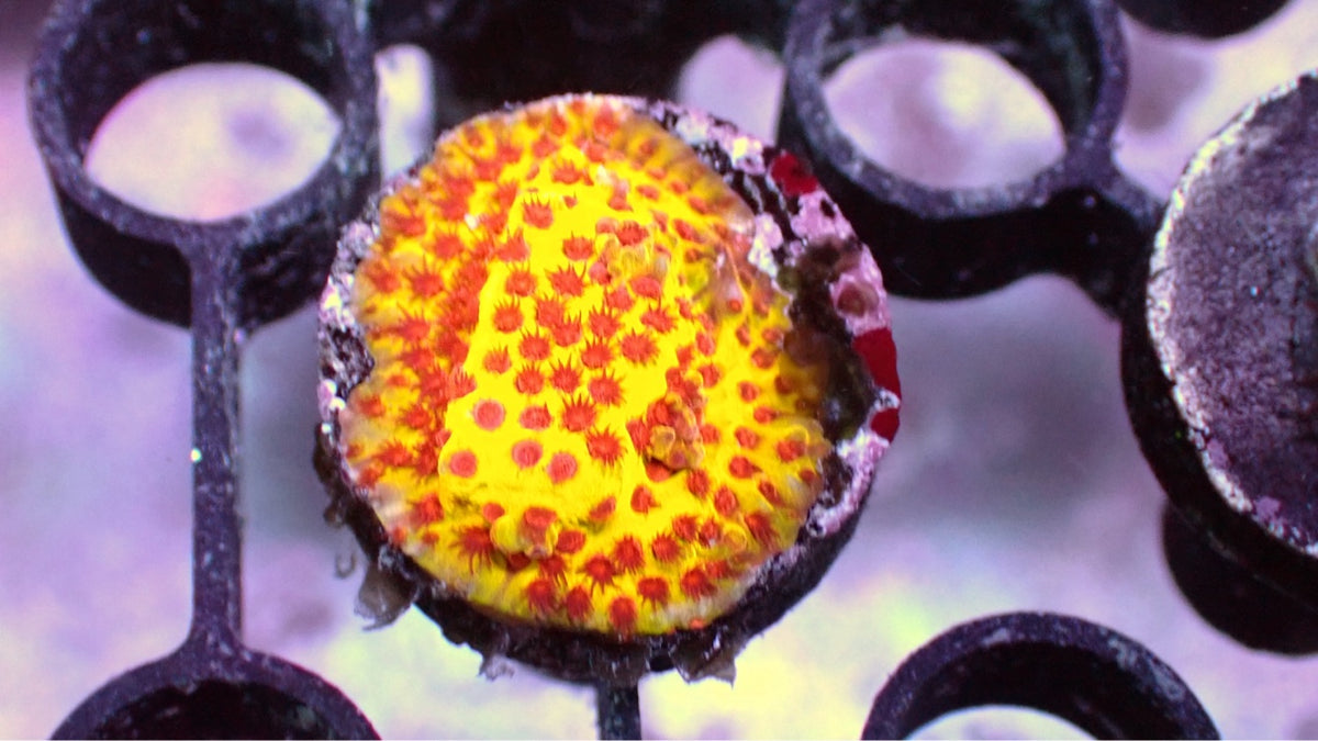 JF Burning Banana Stylocoeniella