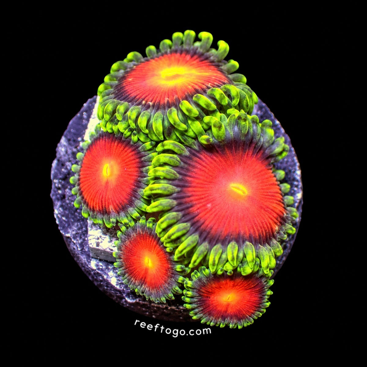 Burning Willow Zoas 1" frag on black background
