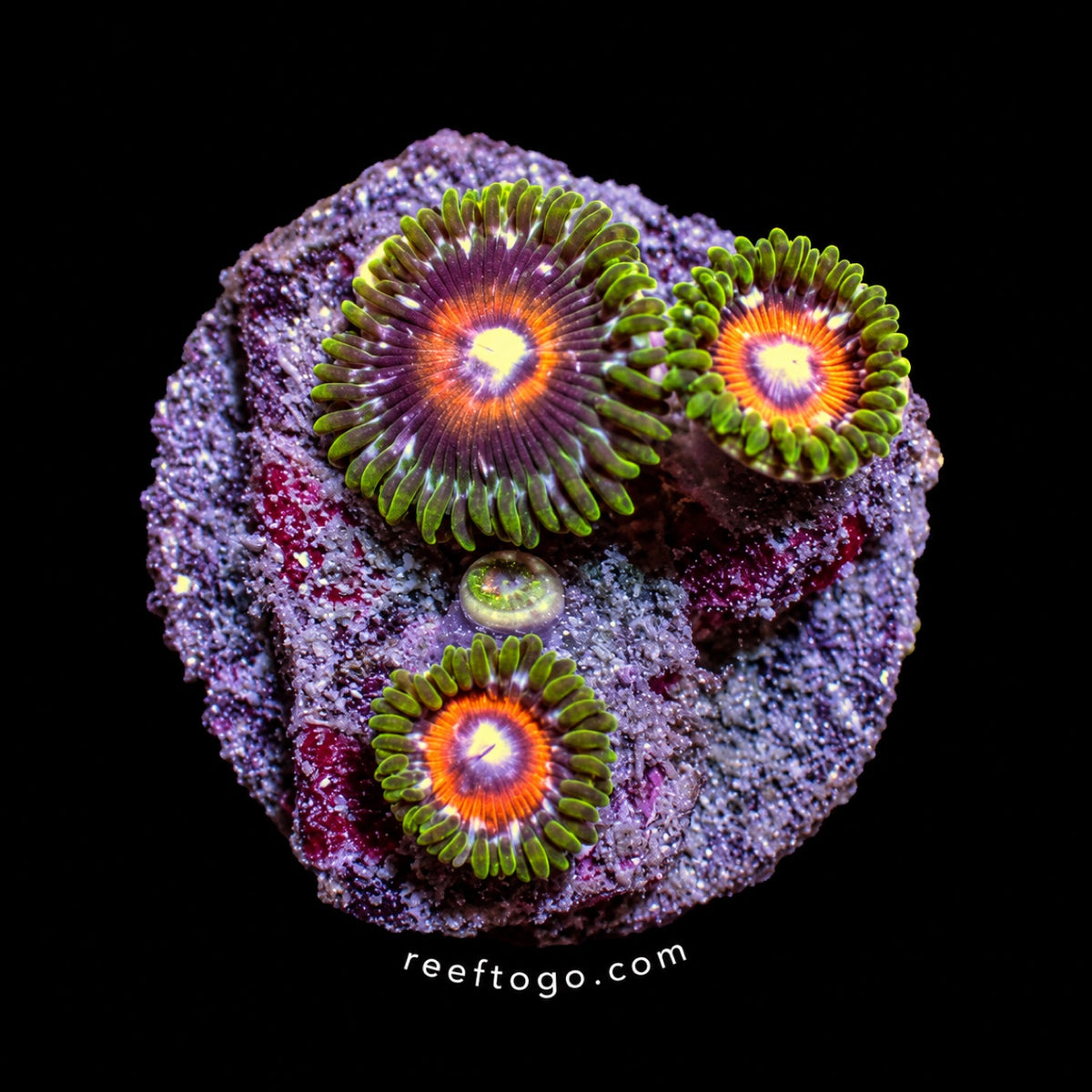 C-137 Zoanthid