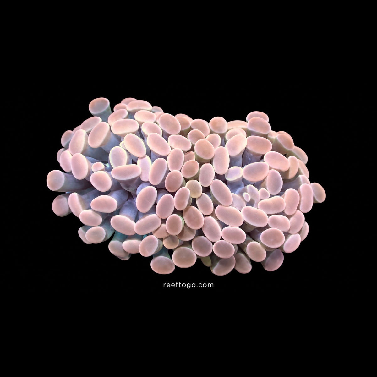 Cadence Pink Hammers 1" frag