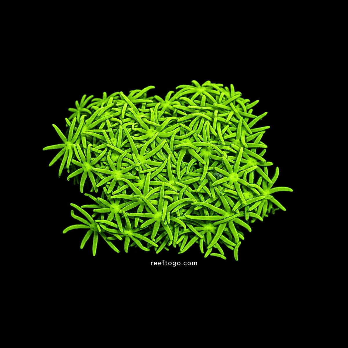 Cadence Stargrass 1" frag