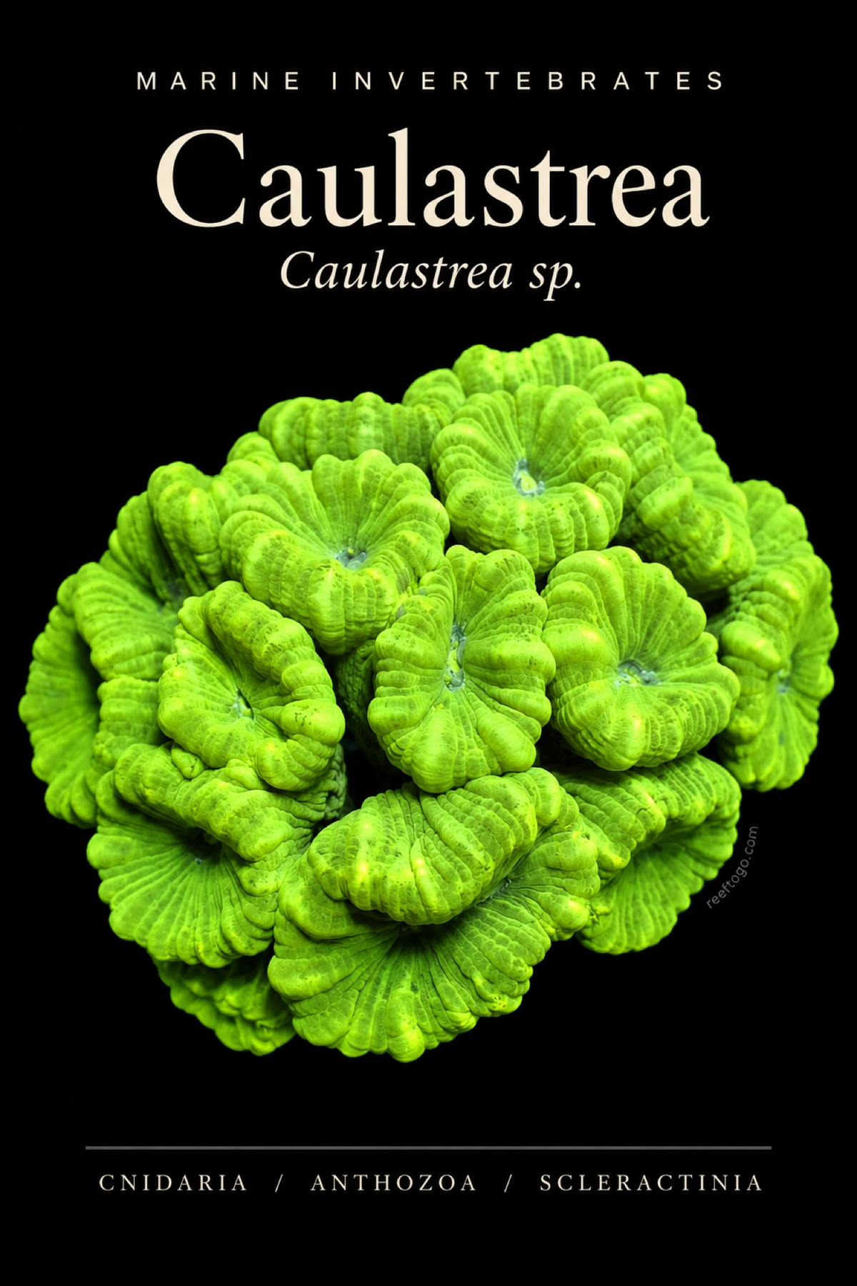 Caulastrea species plate — Caulastrea sp.