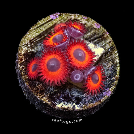 Charmander zoas 1 inch frag — ember orange zoanthids with purple centers, black background