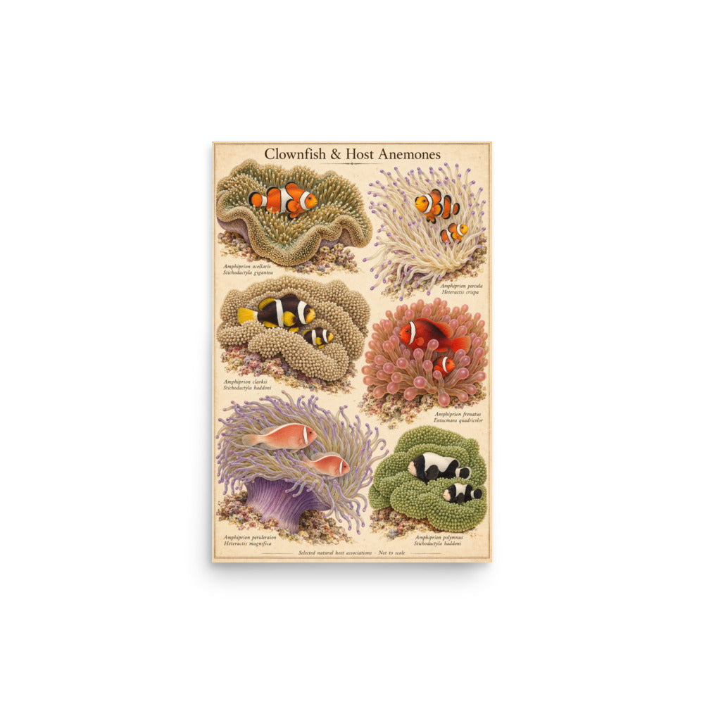 Clownfish & Host Anemones poster — front view