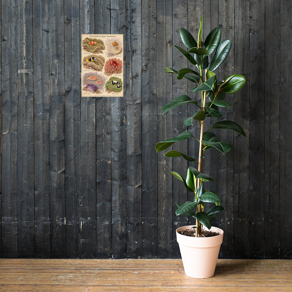 Clownfish & Host Anemones poster on a wall — lifestyle mockup
