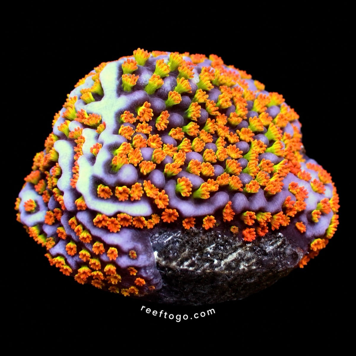 Confused Rainbow Montipora