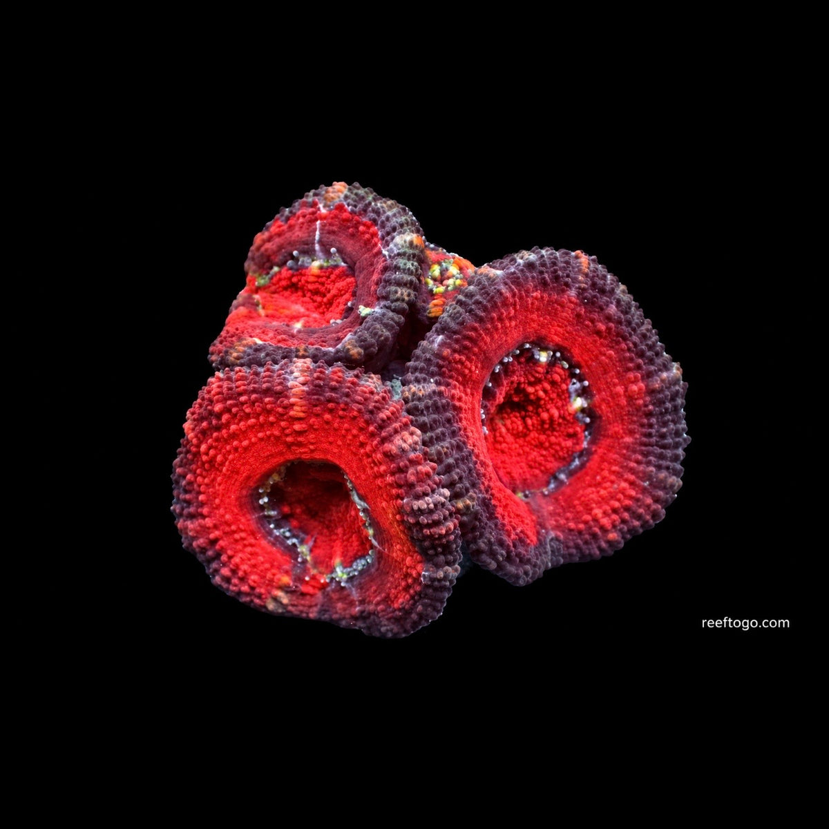 Darth Maul acan 1" frag