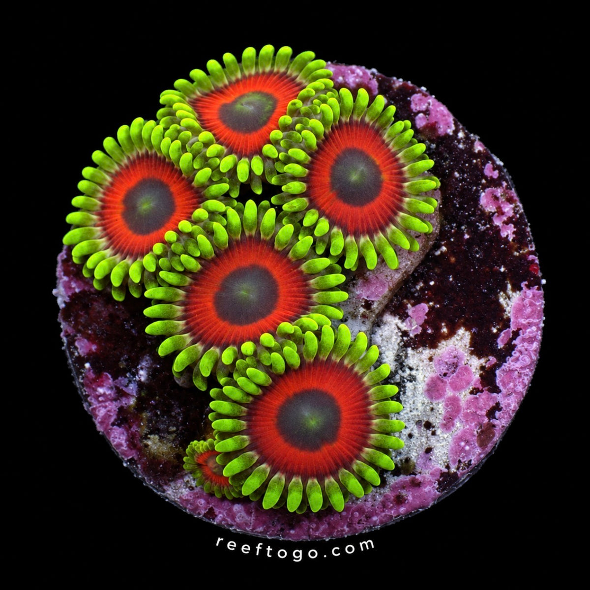 Eagle Eye zoas