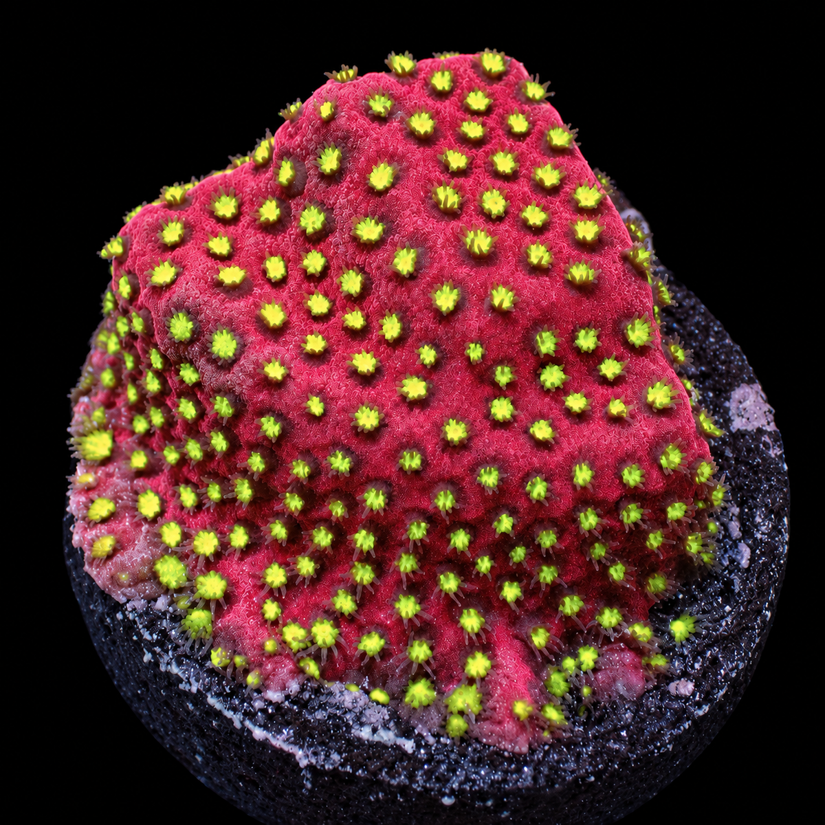 Electric daisy stylocoeniella