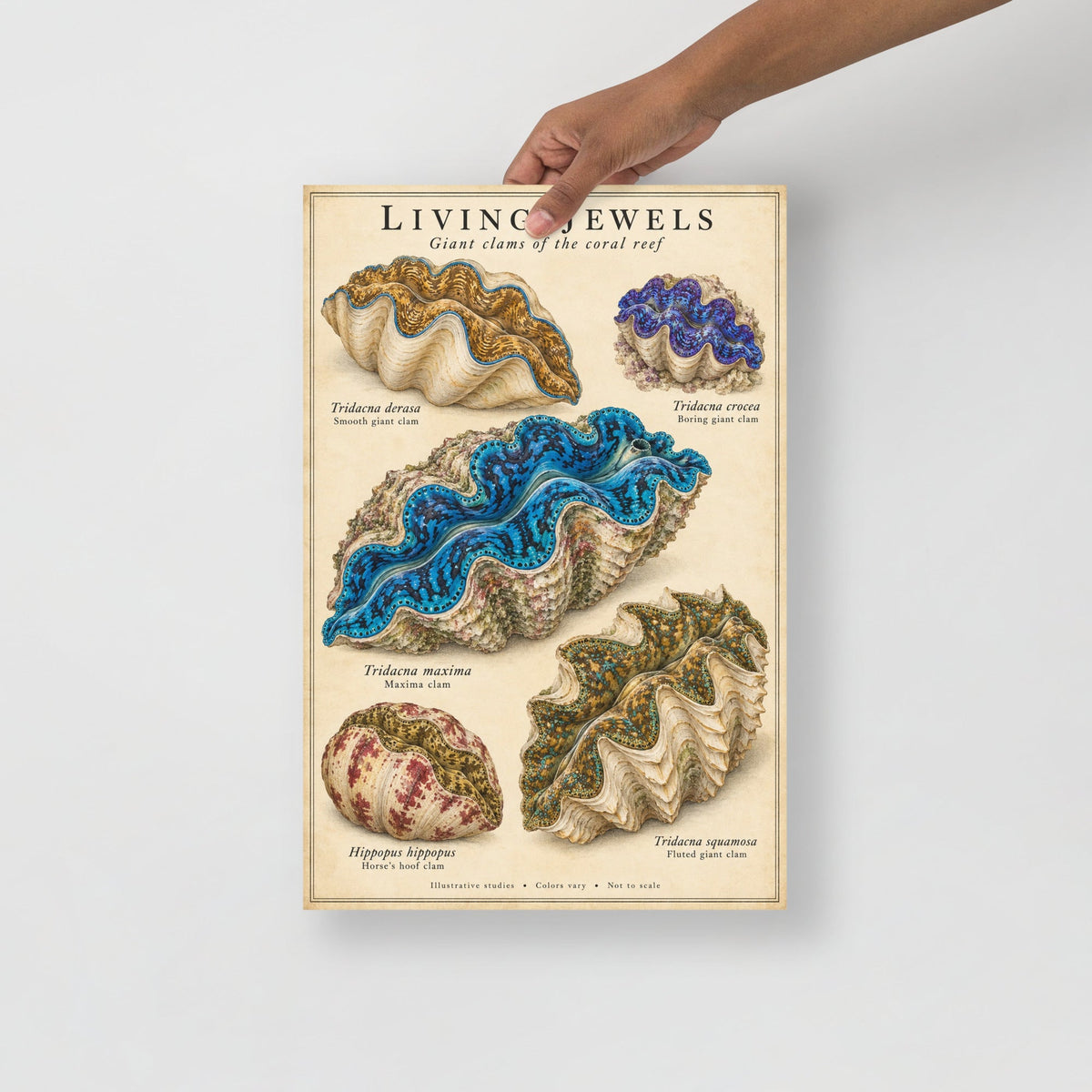 Living Jewels Giant Clams Poster