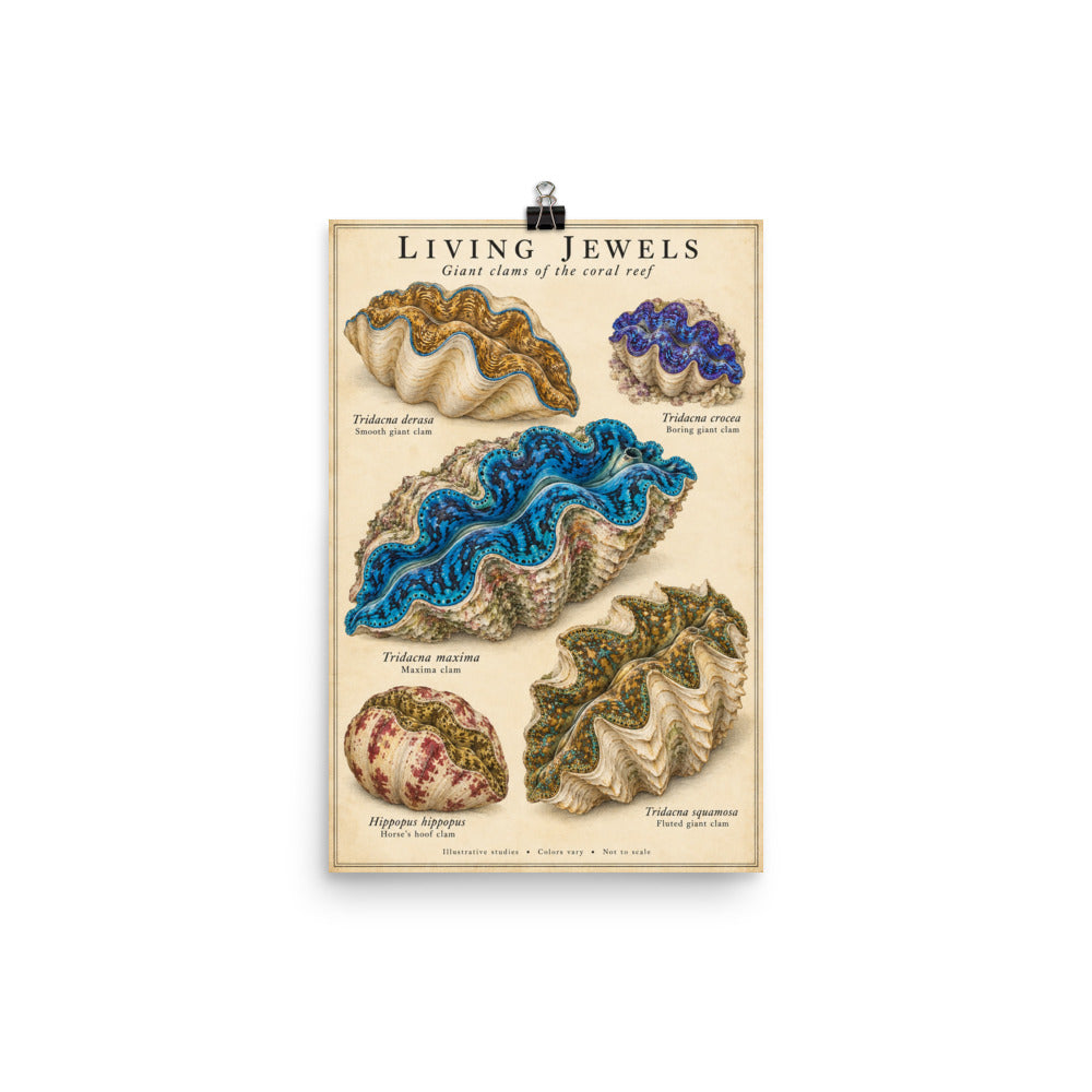 Living Jewels Giant Clams Poster