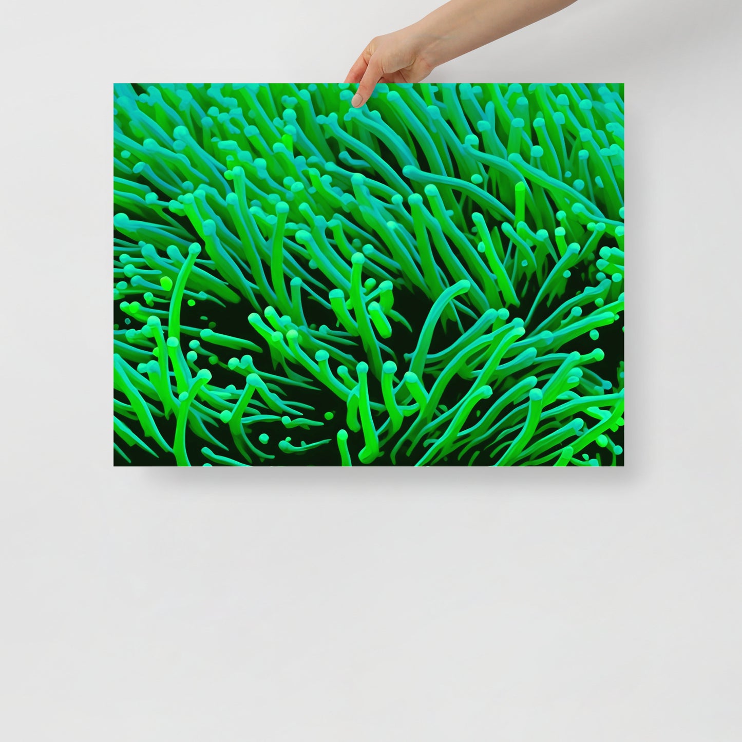 Green Torch Euphyllia Poster