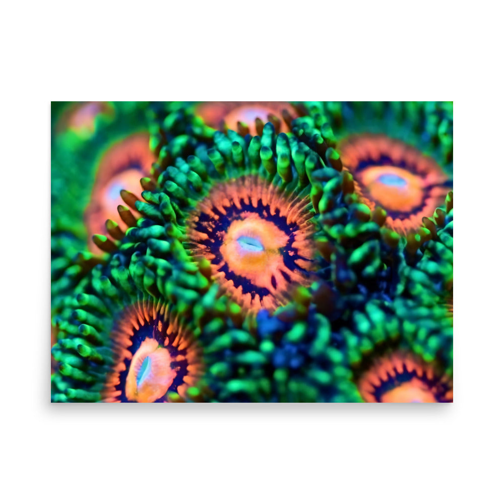 Zoanthid Poster