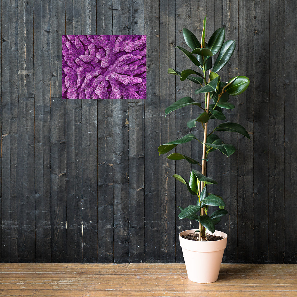 Purple Staghorn Poster