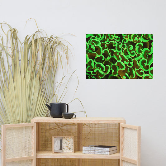 Green Wall Hammer Euphyllia Ancora Poster