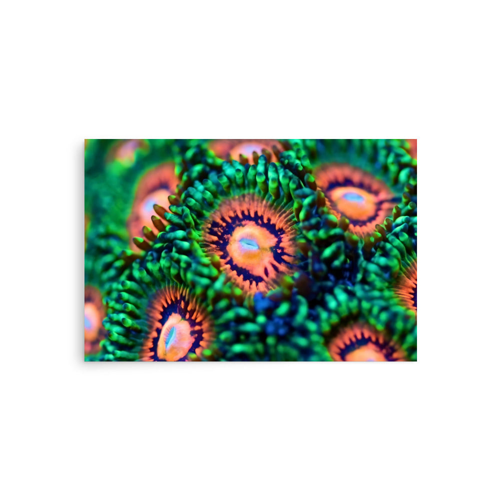 Zoanthid Poster