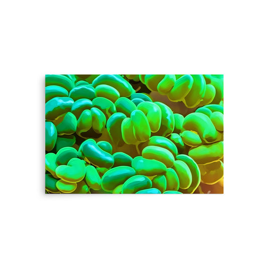 Bubble Coral Plerogyra sinuosa Poster