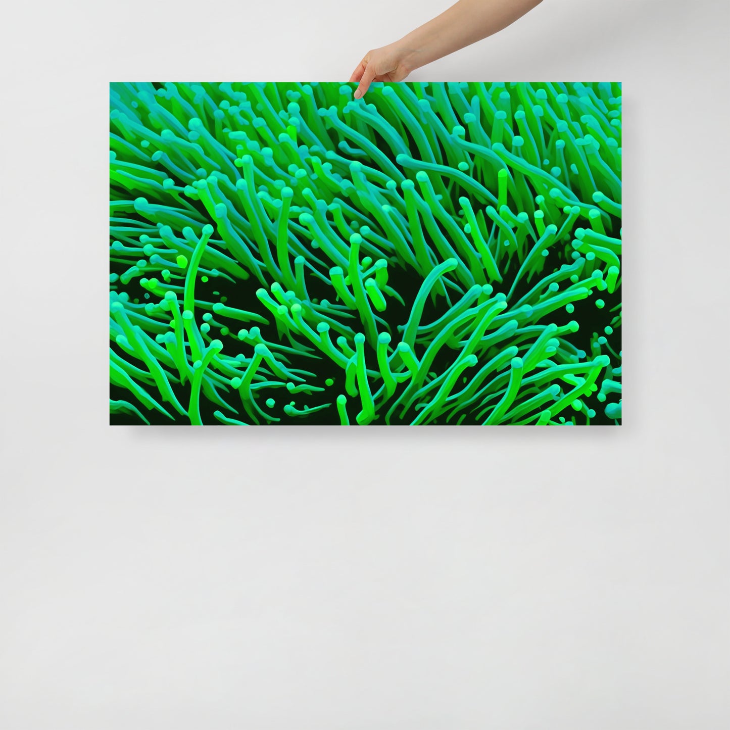 Green Torch Euphyllia Poster