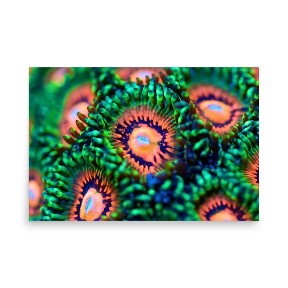 Zoanthid Poster