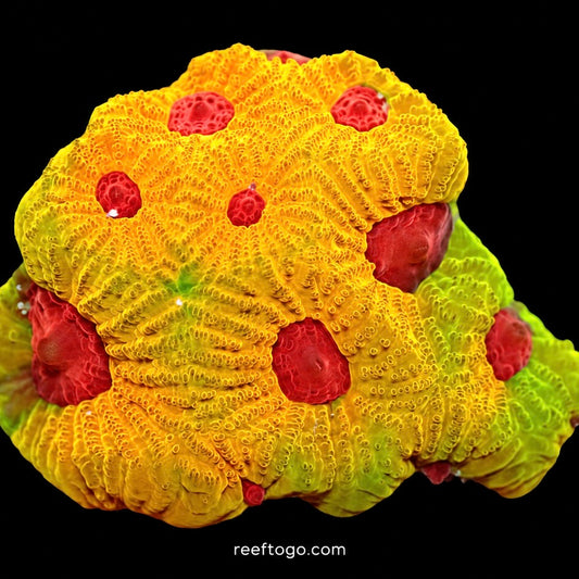 Fascination favia 1" frag