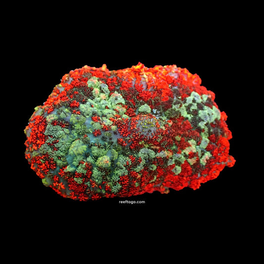 Fire seas rhodactus mushroom 1" frag