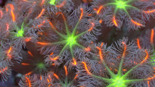 Firework cloves 1" frag