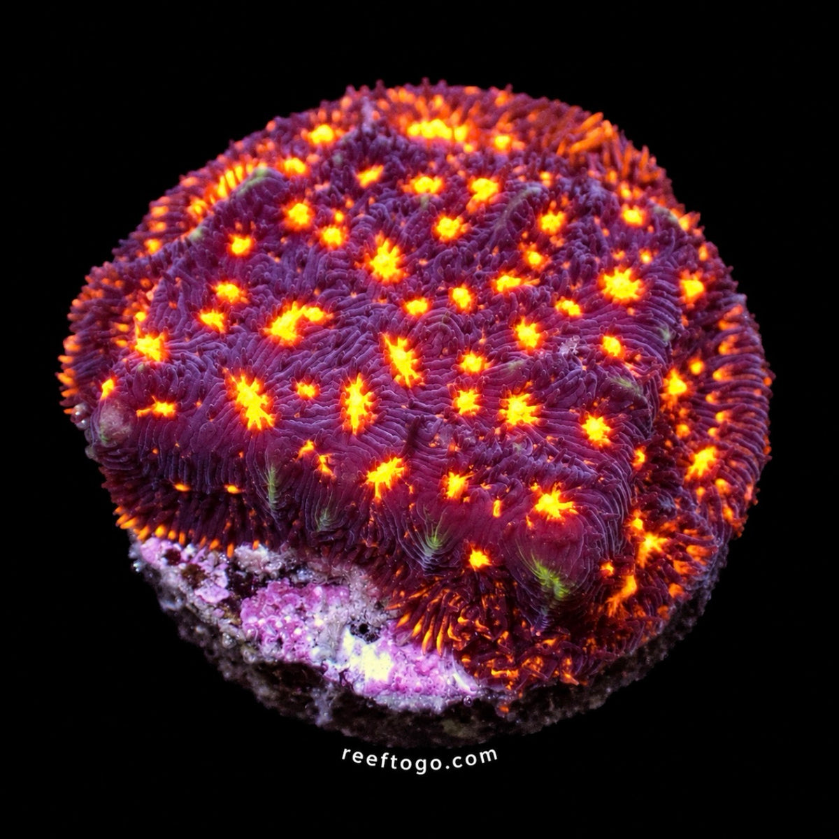 Fireworks Leptoseris