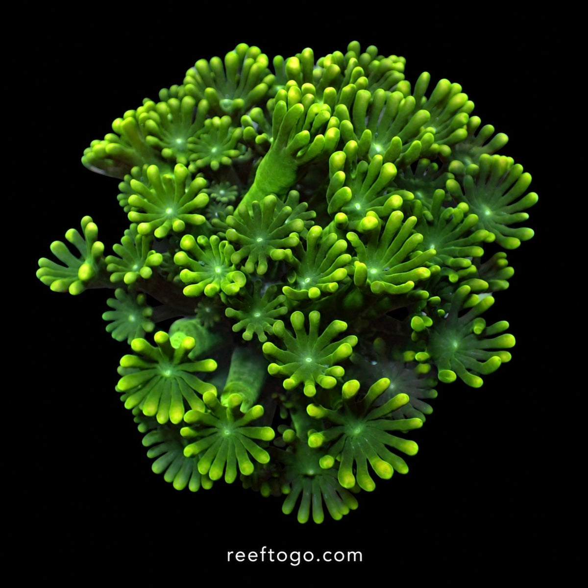 Forest Green alveopora 1" frag