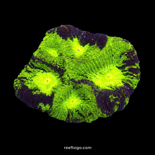 Glow bug goniastrea 1" frag