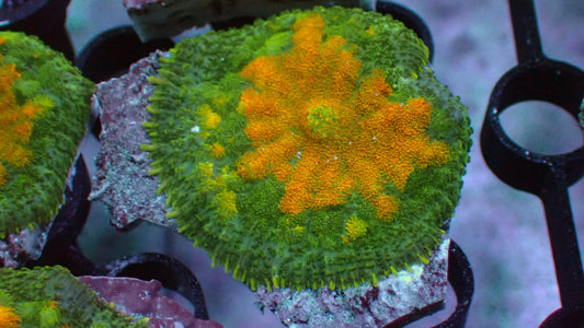 Gold burst mushroom 1" frag