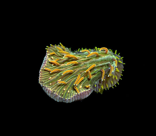 Gold finger Diaseris 1" frag