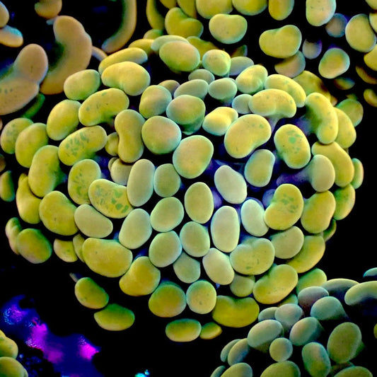 Gold hammer coral 1 inch frag on black background