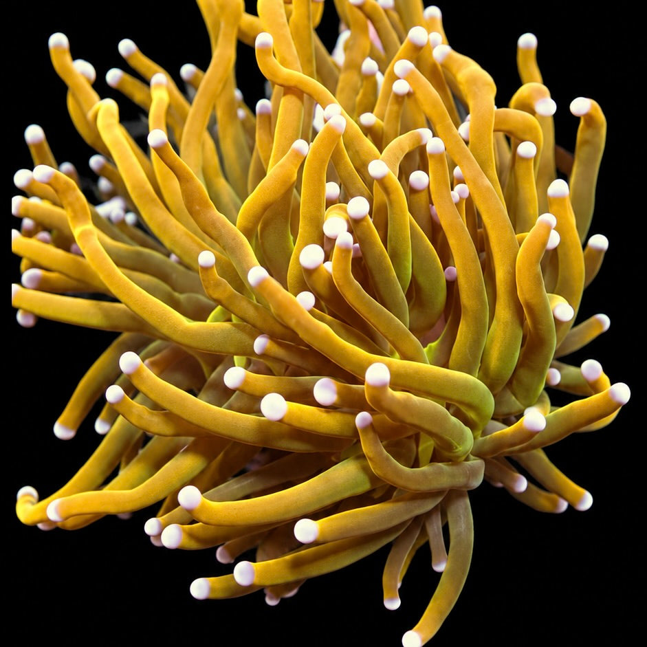 Gold Torch · 1" Frag