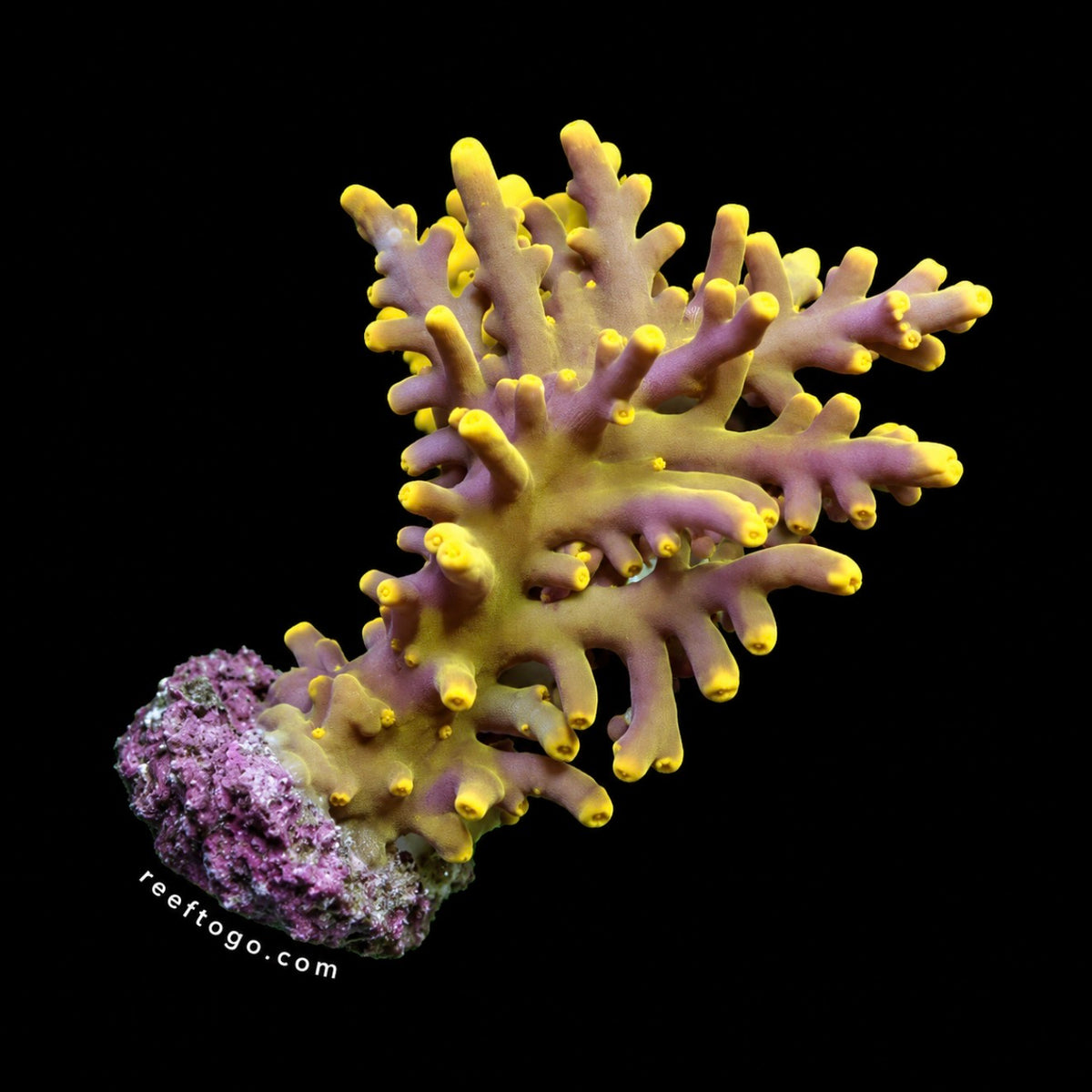 Golden Dragon acro