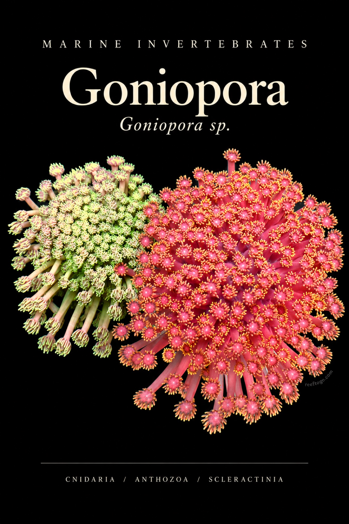 Goniopora Duo species plate — Goniopora sp.