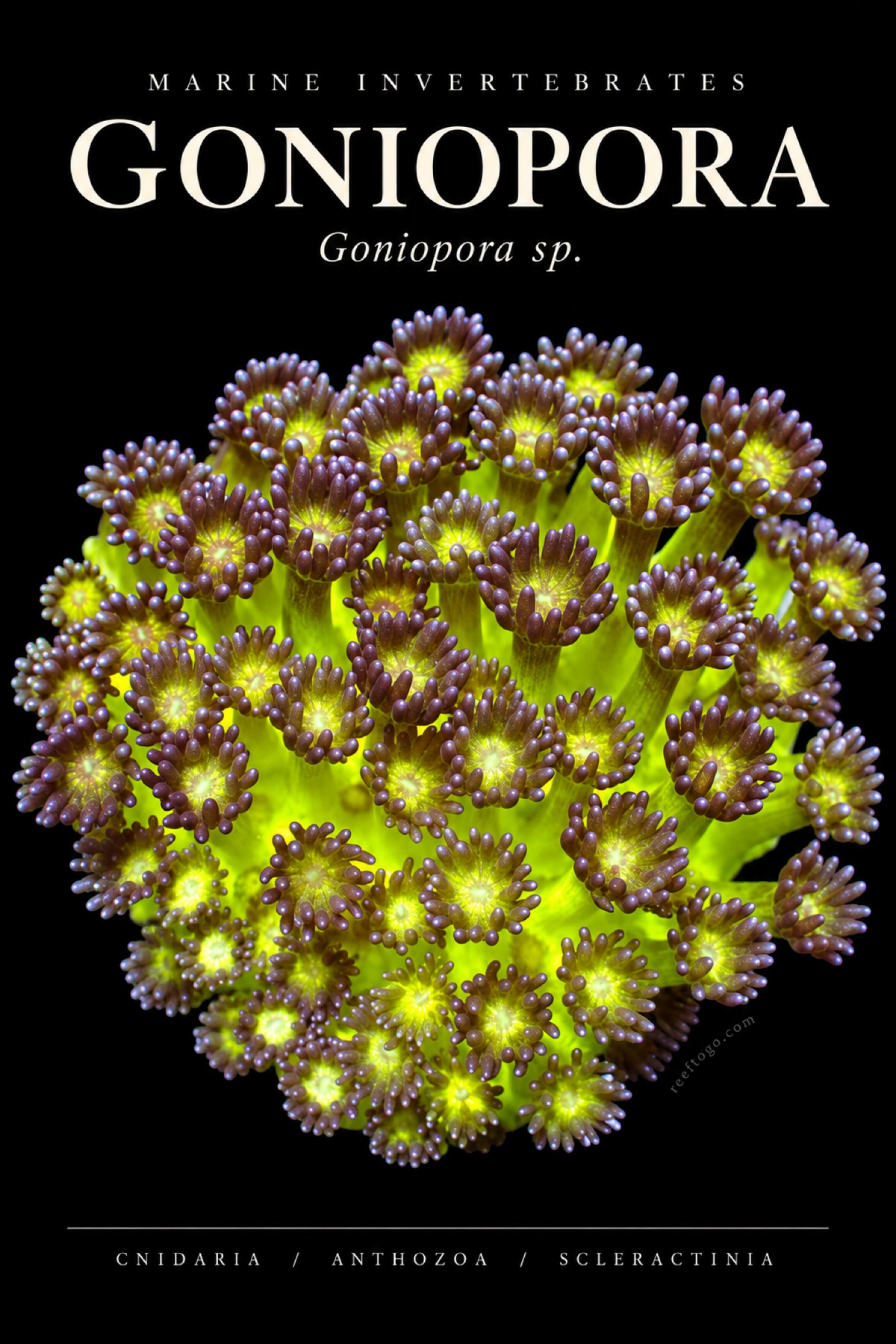 Goniopora — Goniopora sp., original plate artwork