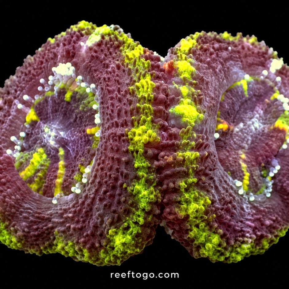 Green acan lord 1” frag