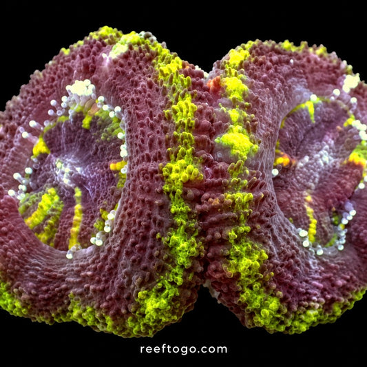 Green acan lord 1” frag