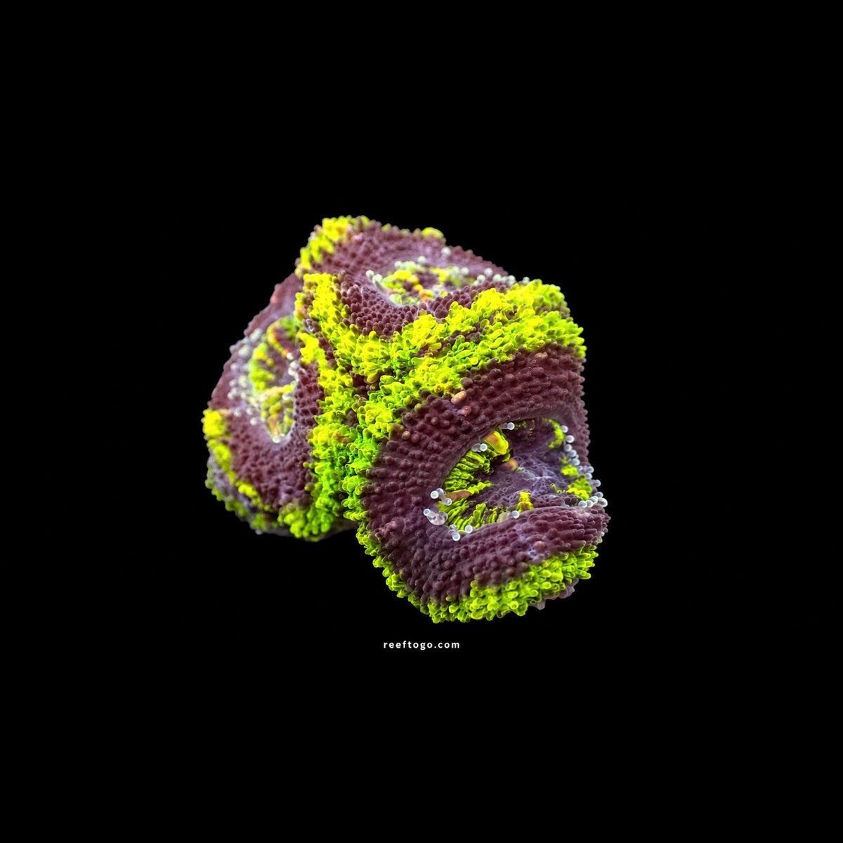 RTG Green Acan lord