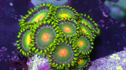 Green Bay zoas 1" frag (5+ heads)
