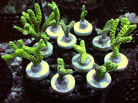 RTG Green birdnest