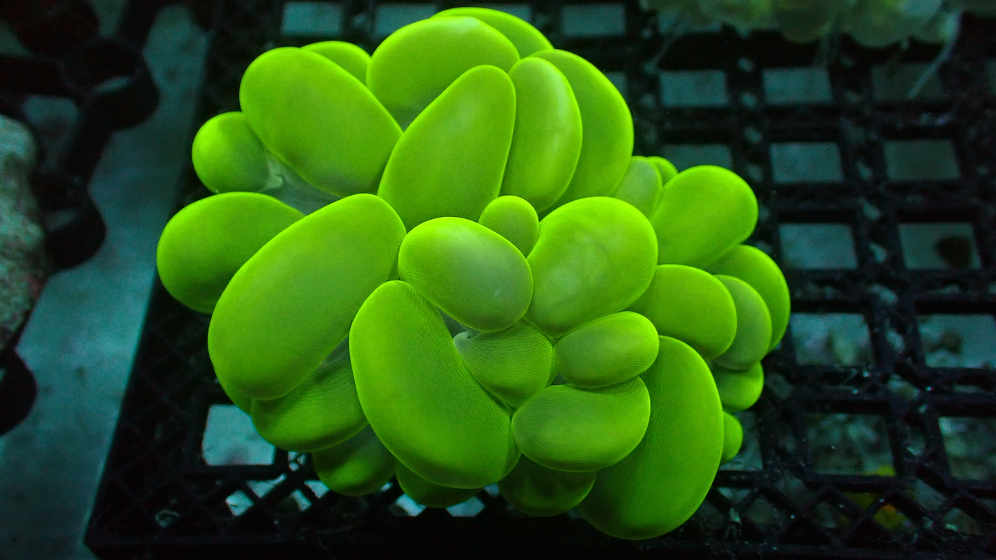 Green bubble coral 3" colony