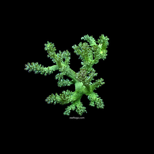 Green Kenya tree 1” frag